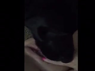 Dog Licking Pussy Periscope