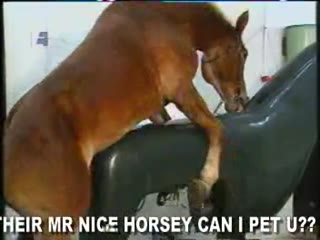 Hd Horse Fuck Hd Porn