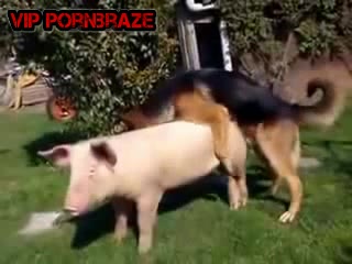 dog fuck pig