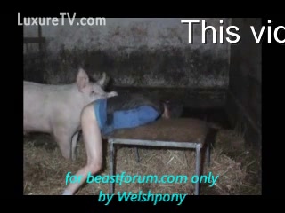 Man gets fucked by huge pig