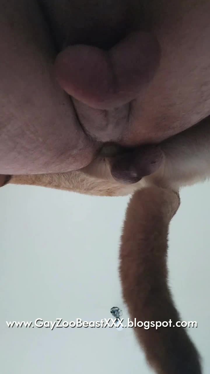 Gay and dog anal Full pull out - HD Porn - Porn Tubes Video Sex ...
